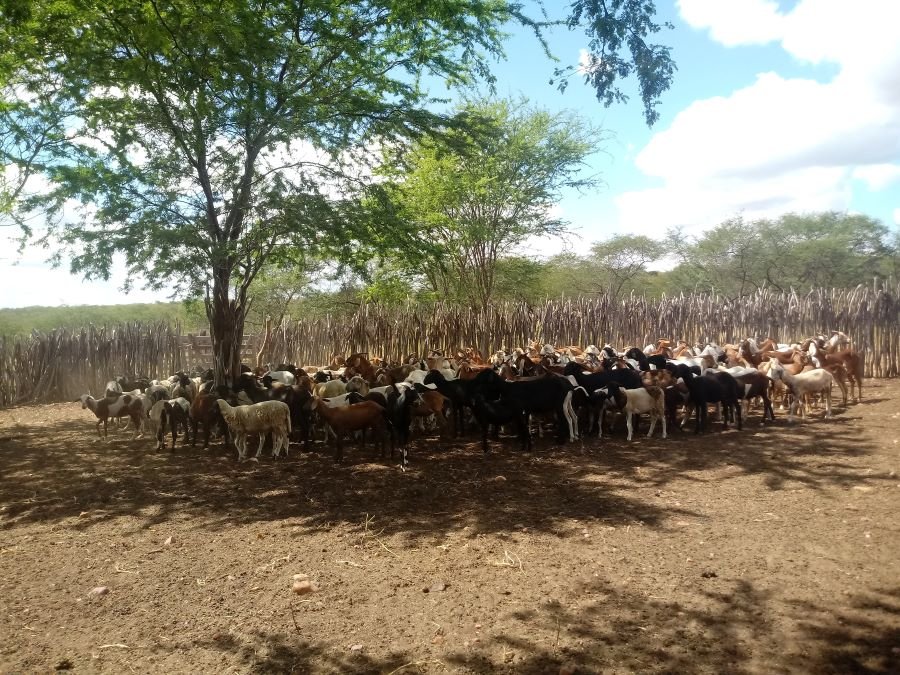 Artigo – Cães predadores: ameaça à sustentabilidade da ovinocultura e da caprinocultura brasileiras