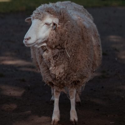 Alterações do Exame clínico da ovelha Princesa