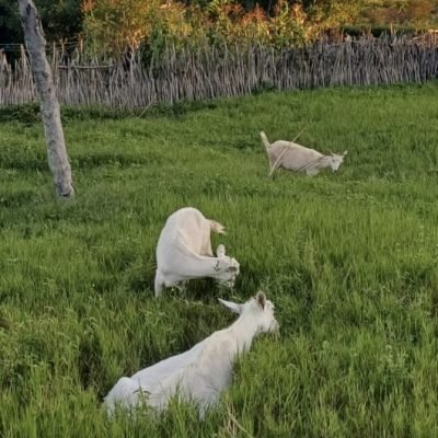 PROJETO I: PROJETO CAPRINO