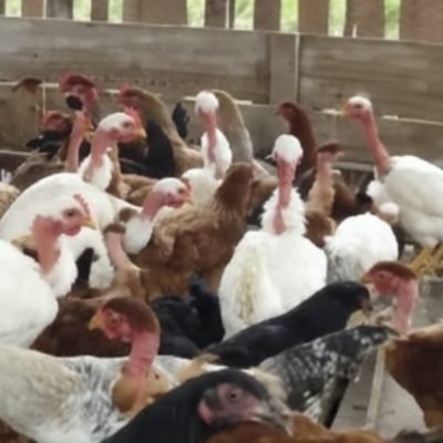 PROJETO III – PROJETO AVICULTURA