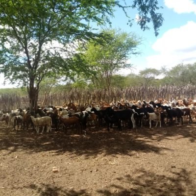 Artigo – Cães predadores: ameaça à sustentabilidade da ovinocultura e da caprinocultura brasileiras